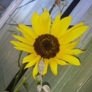 Meet your Posher, Angelique